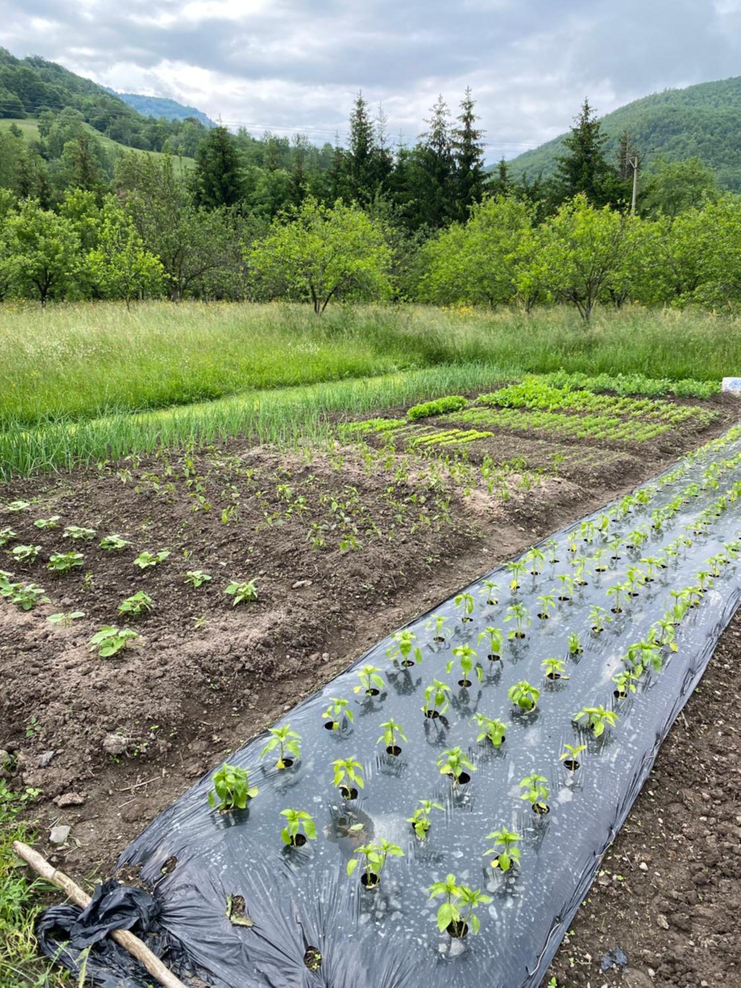 Farmstead Green Haven Mojkovac Exterior photo